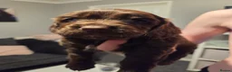Cocker Spaniel dogs for sale: Cocker spaniel puppies - Advert 22