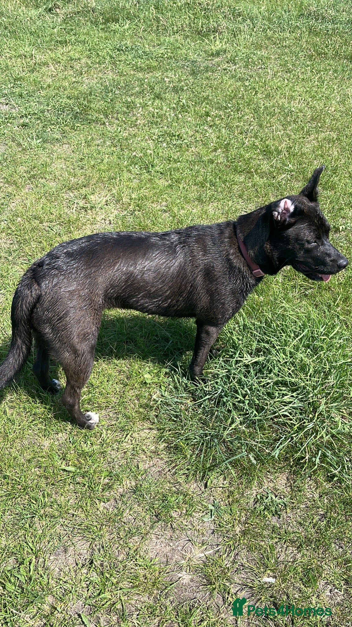 Mixed Breed dogs 9-month-old female dog looking for forever home  - Advert 1