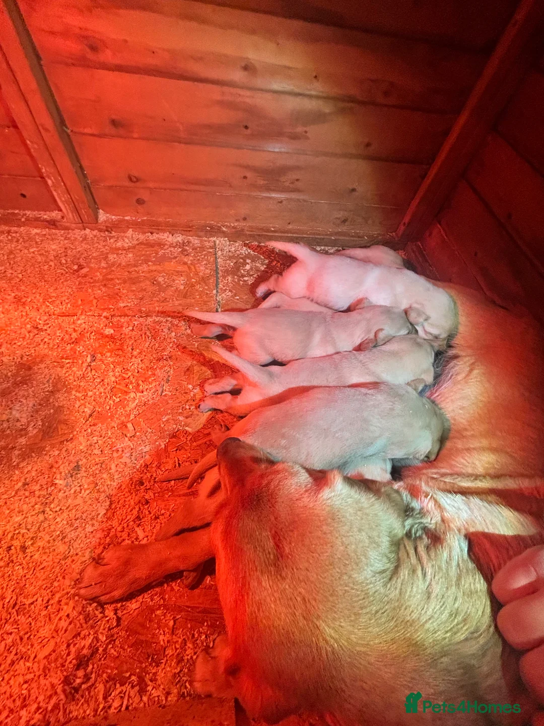 Labrador Retriever dogs for sale: 8 adorable Puppies for sale  - Advert 13