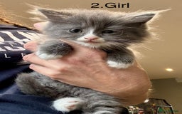 Mixed Breed cats for sale: Maine coon cross ragdoll kittens stunning blues - Advert 12