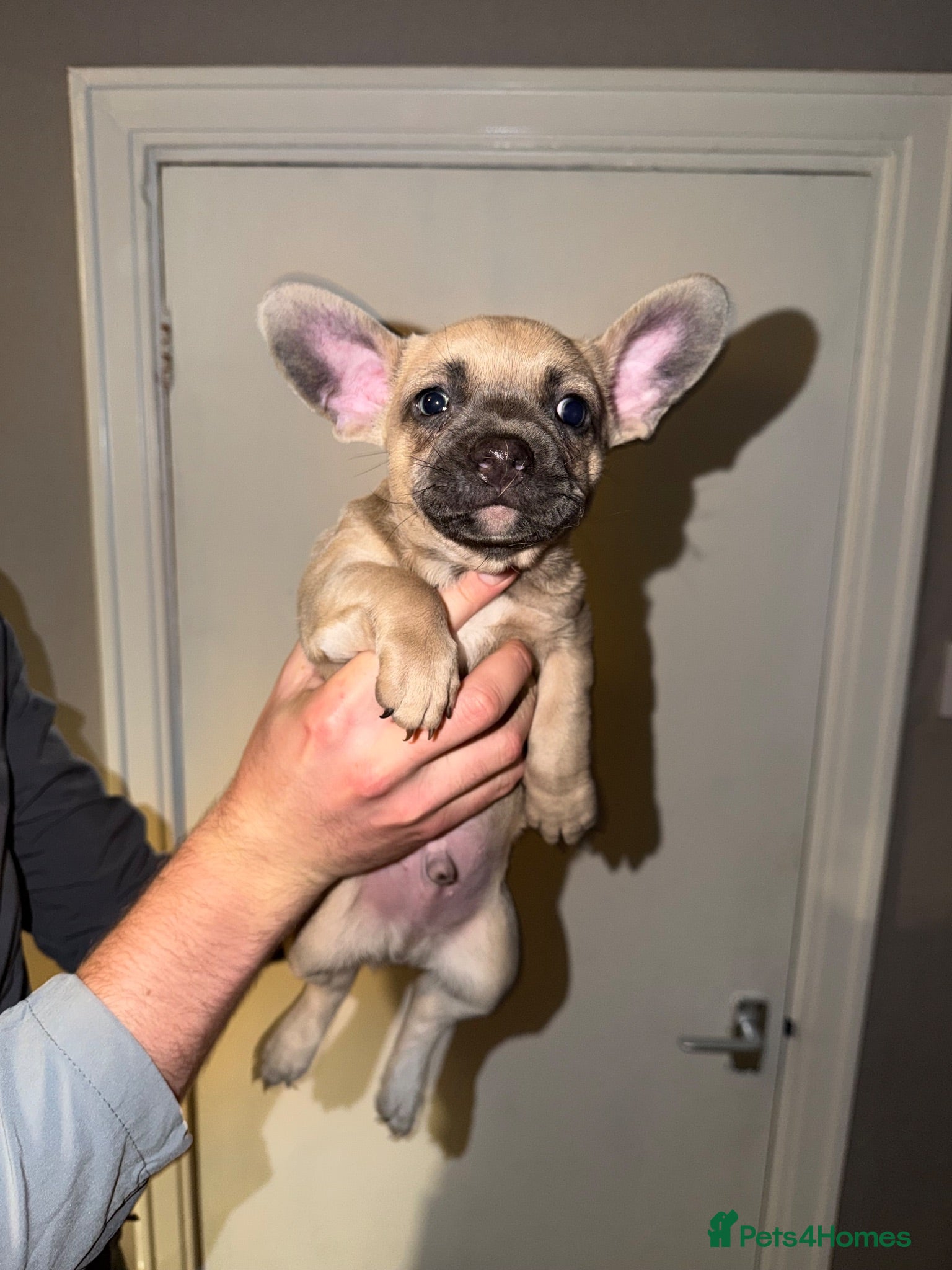 Mixed Breed dogs French Bull dog cross Chihuahua puppies  - Advert 1
