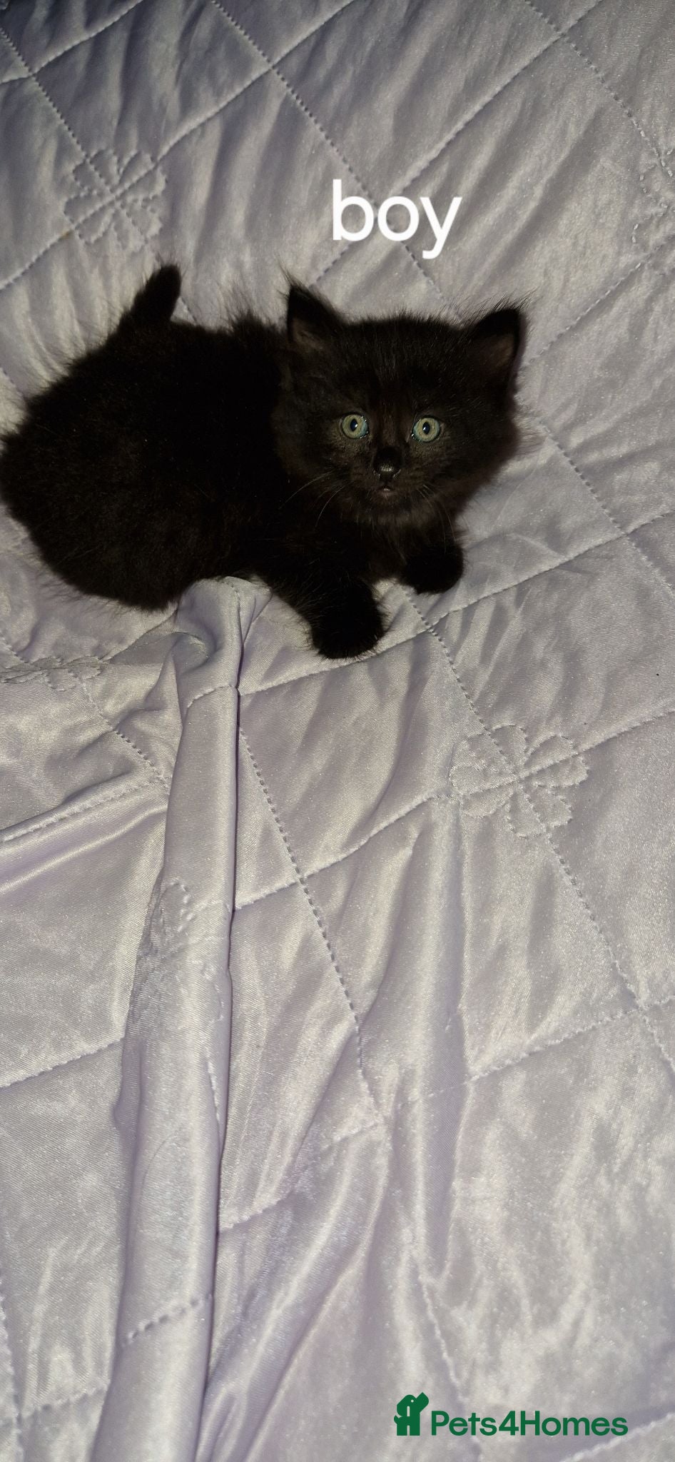 Mixed Breed cats Lovely kittens looking for new home  - Advert 13
