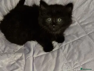 Mixed Breed cats Lovely kittens looking for new home - Advert 13