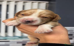 Cocker Spaniel dogs for sale: Cocker spaniel puppies  - Advert 3