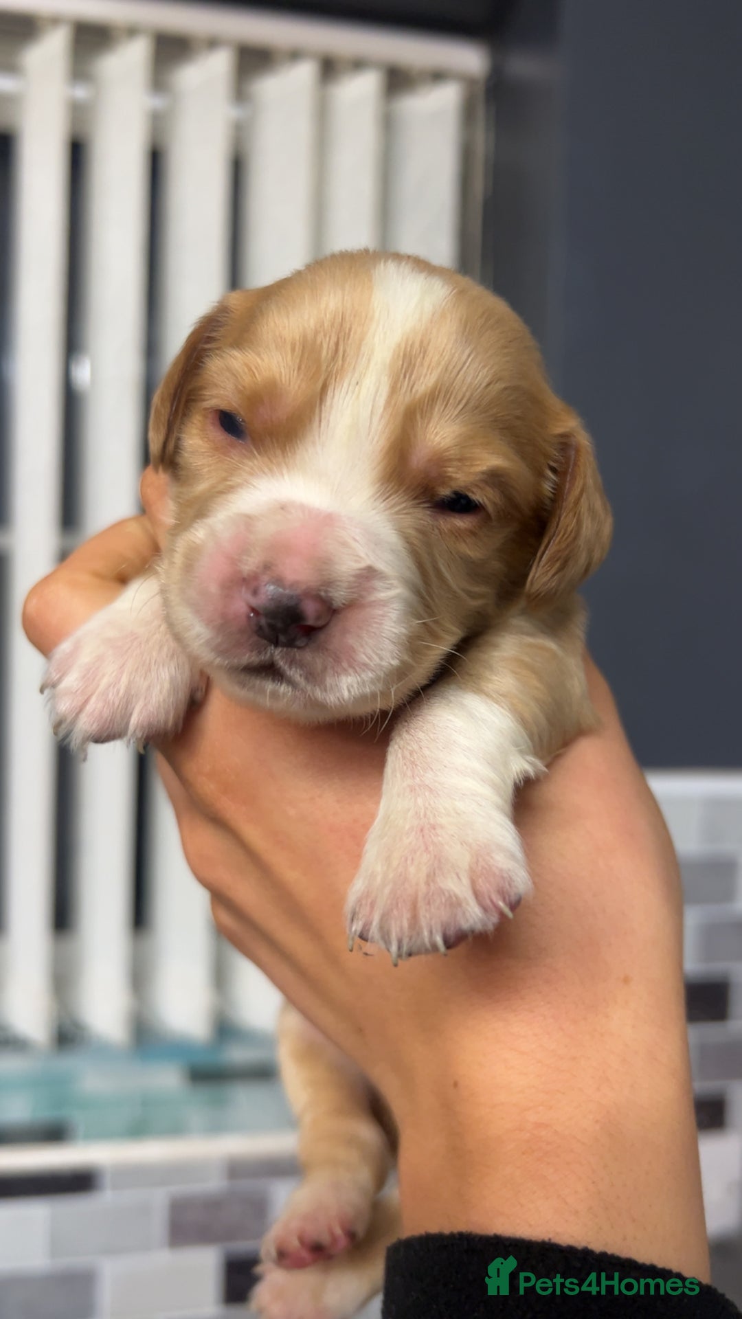 Cocker Spaniel dogs for sale: Cocker spaniel puppies  - Advert 3