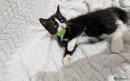 Mixed Breed cats for sale: Adorable Kittens Ready for Their Forever Homes! 💕 - Image 7
