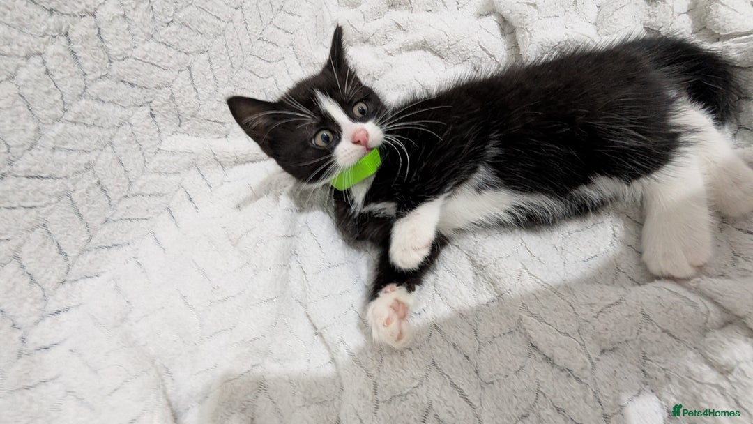Mixed Breed cats for sale: Adorable Kittens Ready for Their Forever Homes! 💕 - Image 7