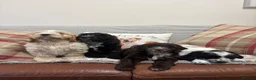 Cockapoo dogs for sale: Stunning F1 Cockapoos from H/Tested KC Parents!! - Advert 2