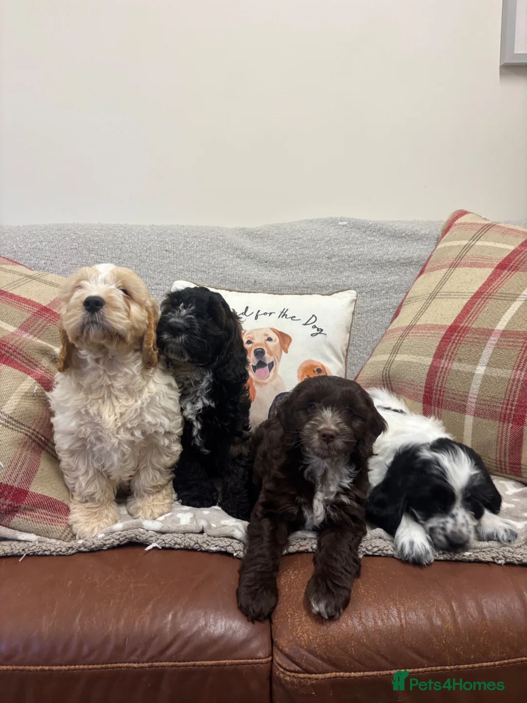 Cockapoo dogs for sale: Stunning F1 Cockapoos from H/Tested KC Parents!! - Advert 2