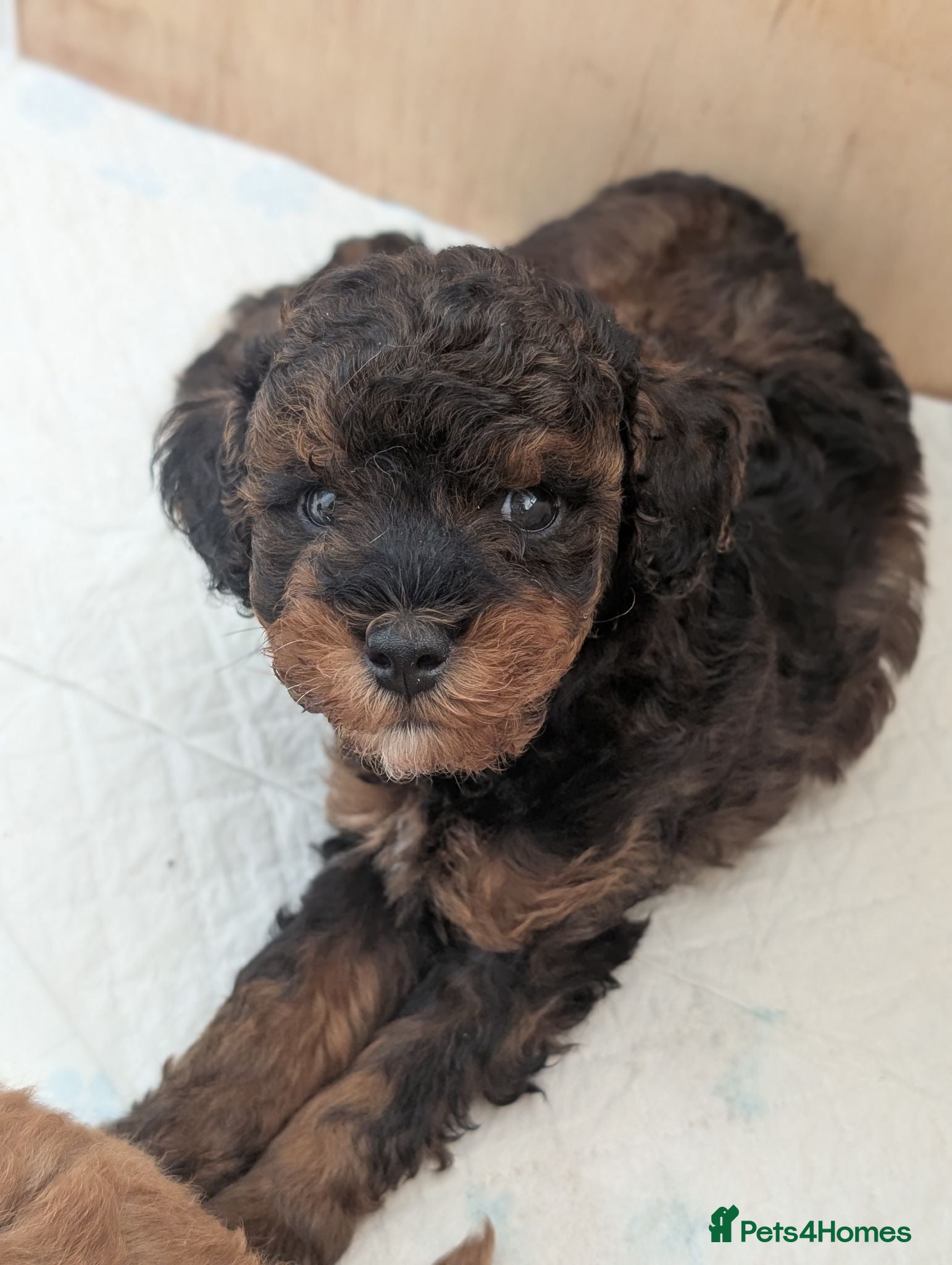 Cockapoo dogs F1BB cockapoo puppies 3 Sabel Boys - Advert 4