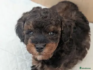 Cockapoo dogs F1BB cockapoo puppies 3 Sabel Boys - Advert 4