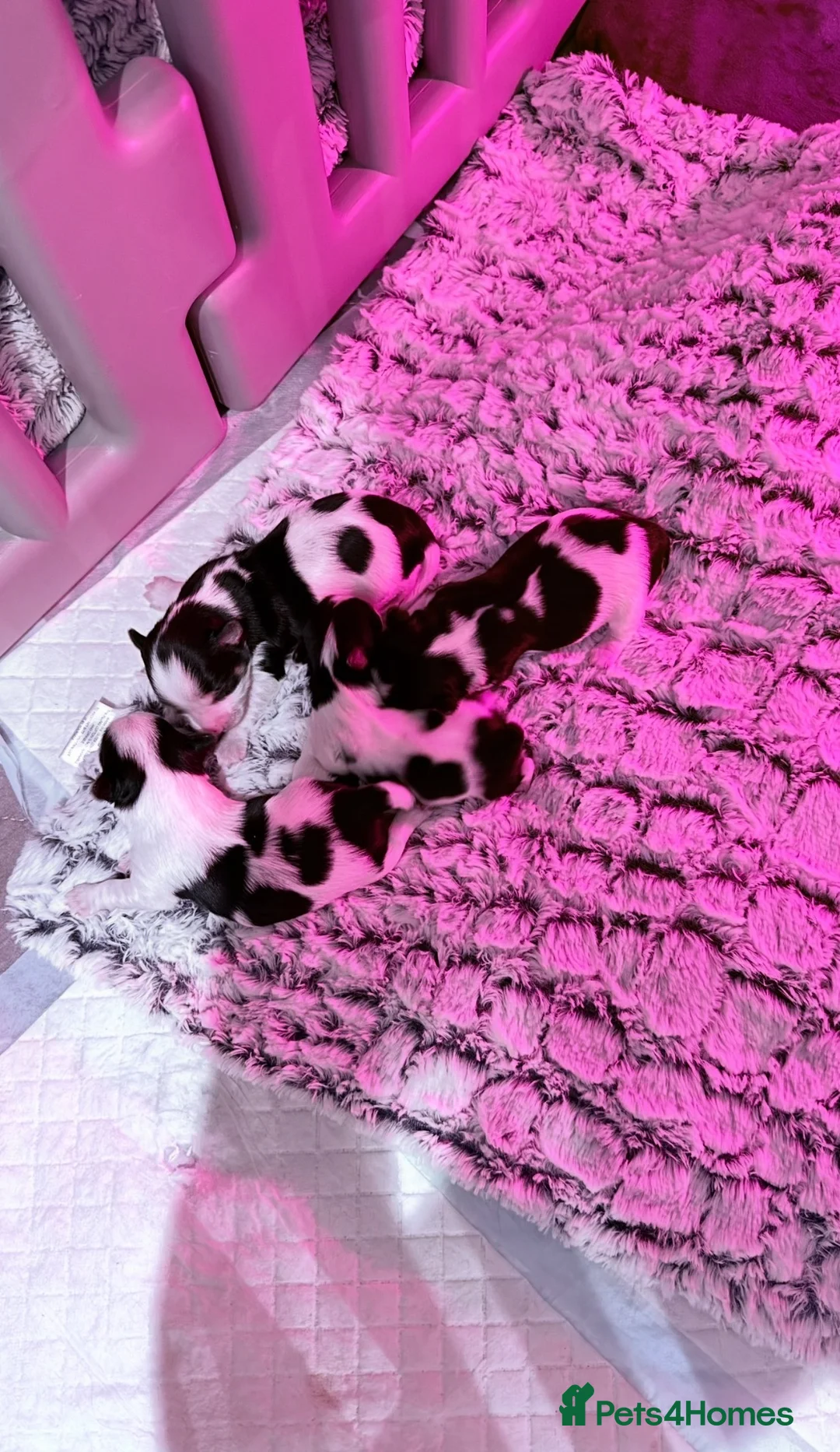 Yorkshire Terrier dogs for sale: Biewer terrier  in Oxford - Advert 2