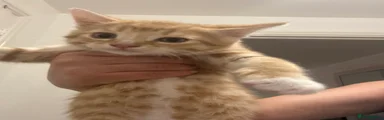 Mixed Breed Kitten 6