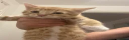 Mixed Breed cats for sale: Gorgeous kittens for sale  - Advert 4