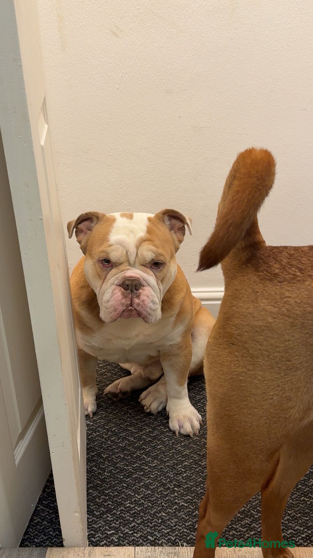 English Bulldog dogs for sale: Bruce - Advert 2