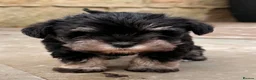 Miniature Schnauzer dogs for sale: Stunning KC Reg Mini Schnauzers  - Advert 5
