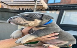 American Bully dogs for sale: Stunning pocket bully litter fully registered  - Image 11