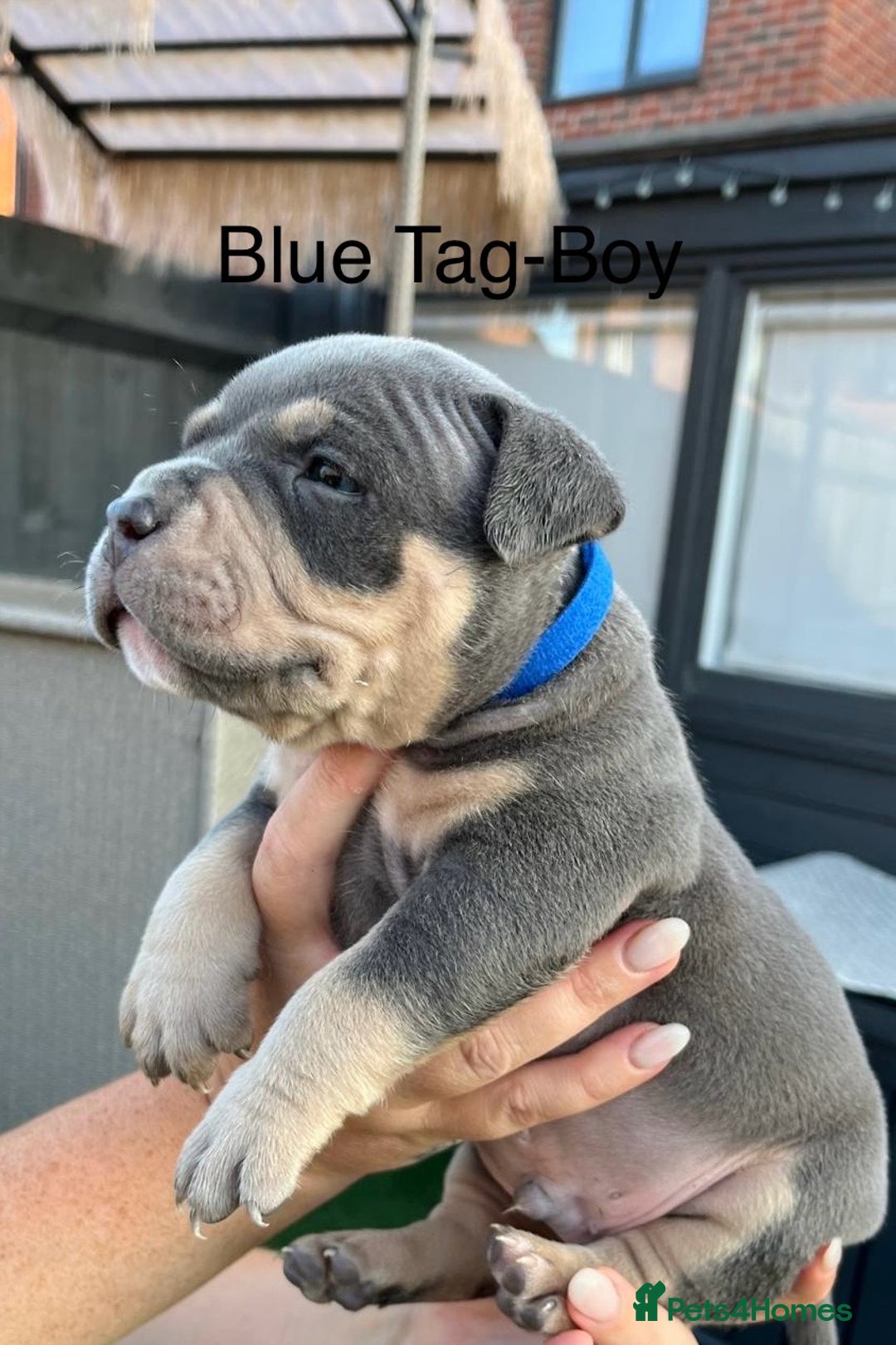 American Bully dogs for sale: Stunning pocket bully litter fully registered  - Image 11