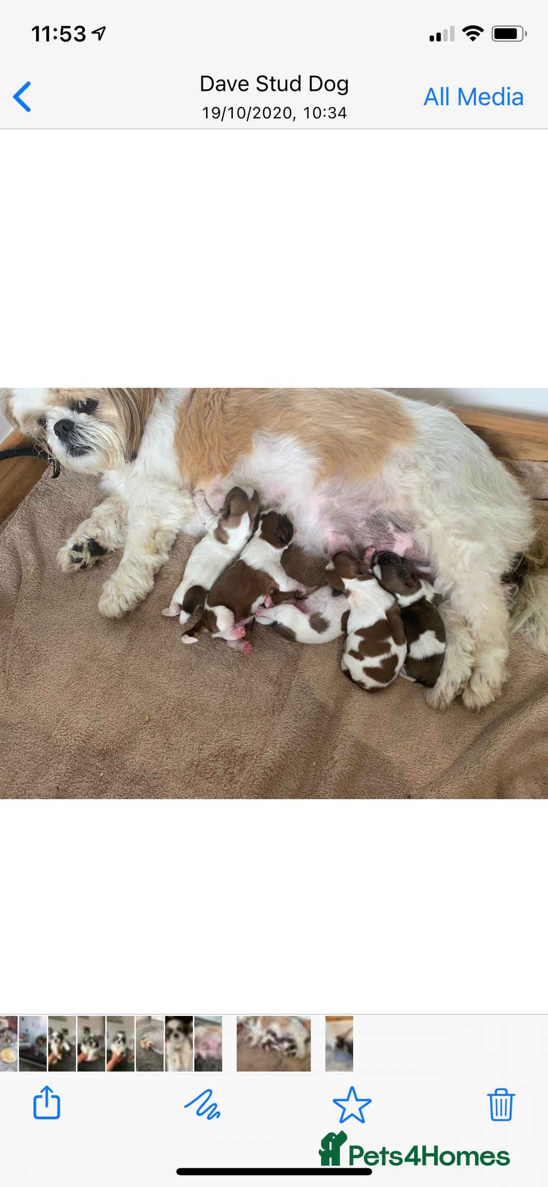Shih Tzu dogs for stud: Handsome experienced KC registered stud dog in Cullompton - Image 7