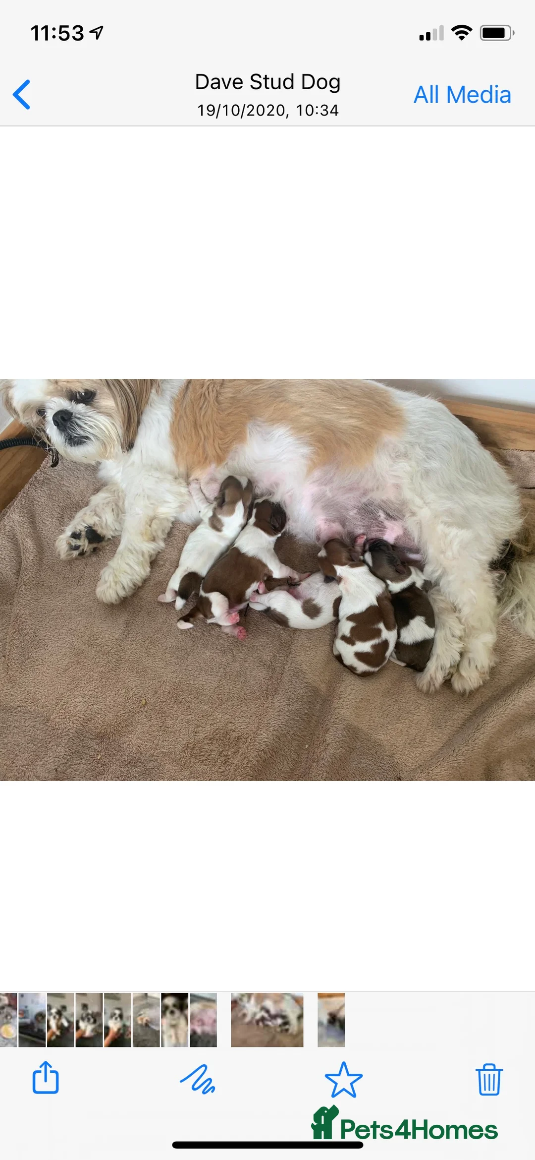 Shih Tzu dogs for stud: Handsome experienced KC registered stud dog in Cullompton - Advert 7