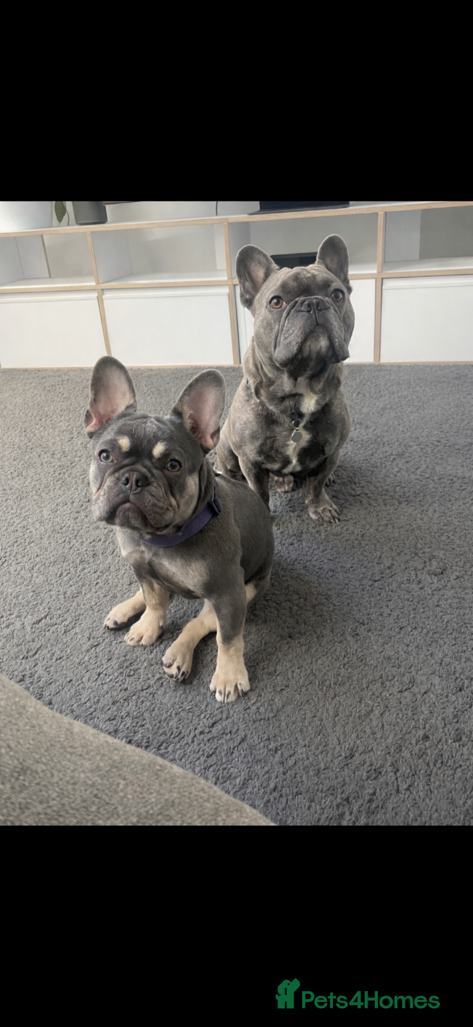 French Bulldog dogs  KC French Bulldog Puppies- Elite bloodlines 🐾 - Advert 1