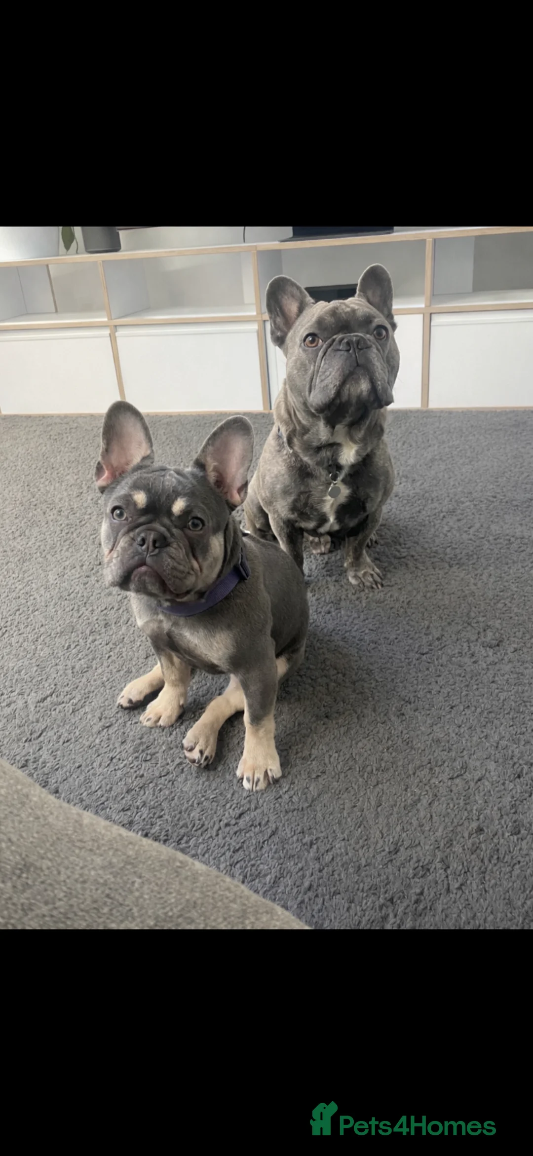 French Bulldog dogs for sale:  KC French Bulldog Puppies- Elite bloodlines 🐾 in Stockport - Advert 1