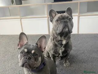 French Bulldog dogs KC French Bulldog Puppies- Elite bloodlines 🐾 - Advert 12