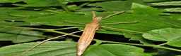 Stick Insects invertebrates for sale: Pink Winged Stick Insect Sipyloidea sipylus  - Advert 2