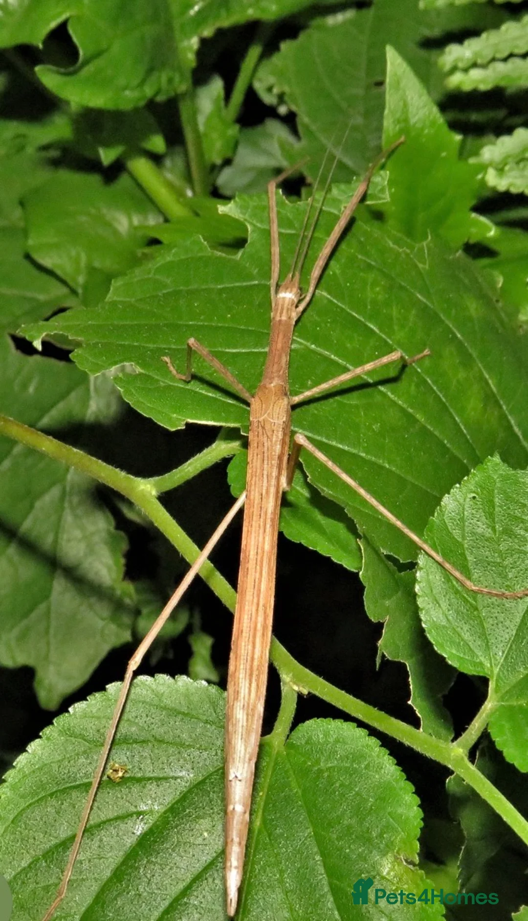 Stick Insects invertebrates for sale: Pink Winged Stick Insect Sipyloidea sipylus  - Advert 2