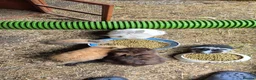 Mixed Breed rabbits for sale: Mixed breed lionheads babies  - Advert 11