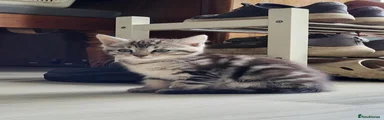 Maine Coon 4