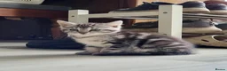 Maine Coon cats for sale: Litter of 5 Maine Coon X kittens - Advert 24