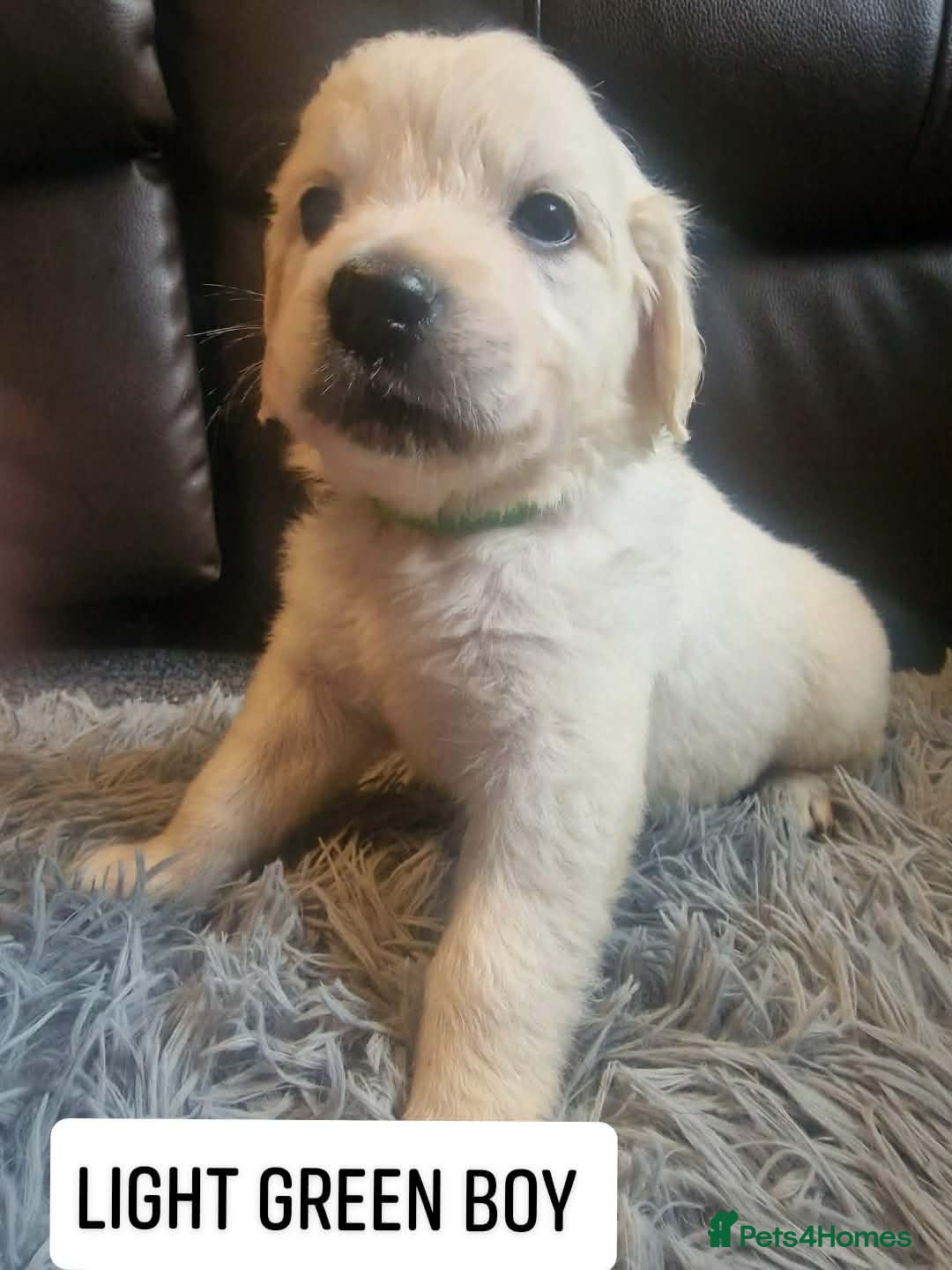 Golden Retriever dogs 🐾 Pure Golden Retriever puppies 🐾  - Advert 2