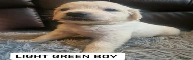 LIGHT GREEN COLLAR BOY