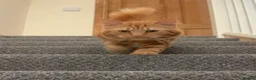 Mixed Breed cats for sale: Ginger house cat  - Advert 2
