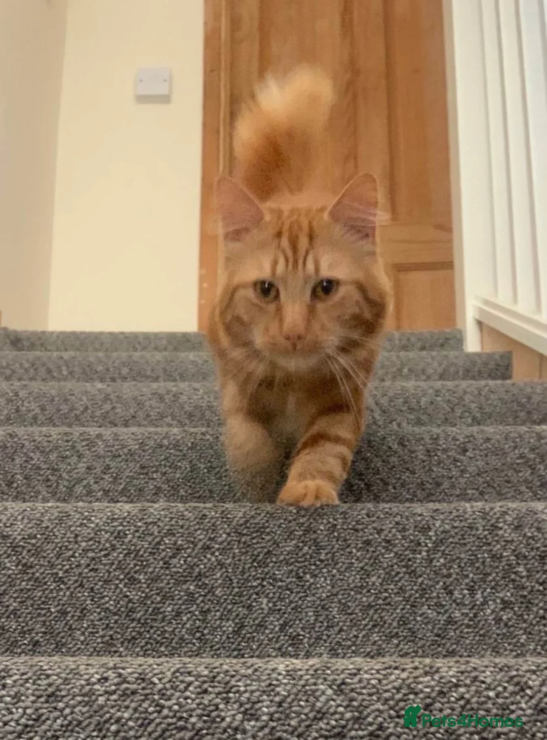 Mixed Breed cats for sale: Ginger house cat  - Advert 2