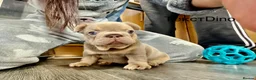 French Bulldog dogs for sale: Exotic French Bulldog Puppies  - Advert 14