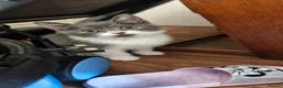 Mixed Breed cats for sale: Beautiful Home-Raised Kittens in Nottingham - Advert 4