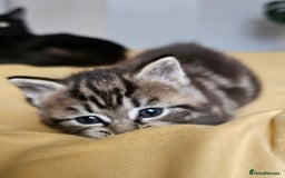 Toybob cats for sale: Bengal / Ragdoll  - Image 12