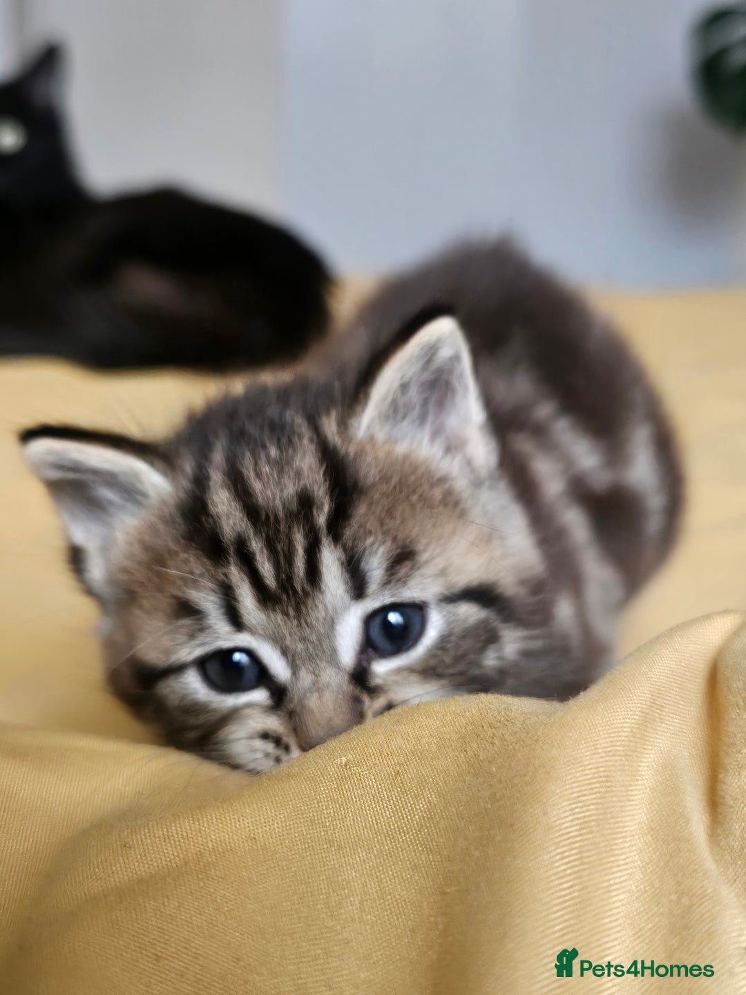 Toybob cats for sale: Bengal / Ragdoll  - Image 12