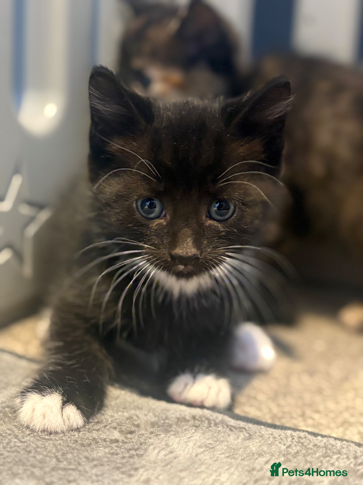 Mixed Breed cats Beautiful Kittens for sale  - Advert 1