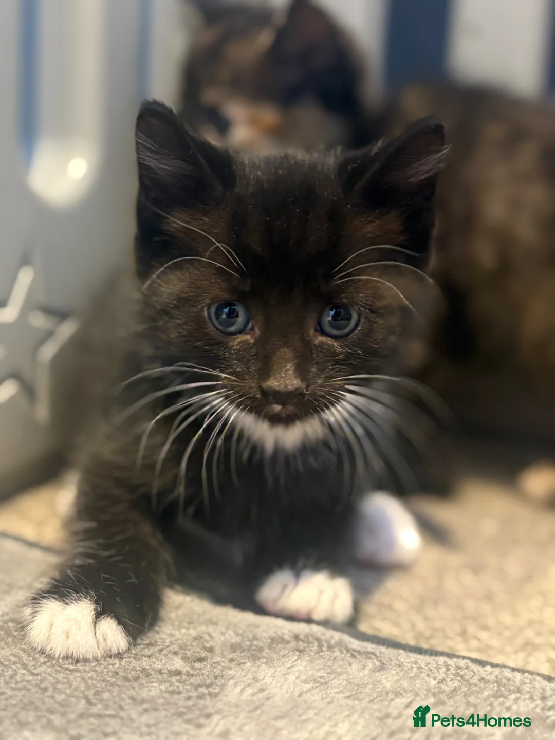 Mixed Breed cats for sale: Beautiful Kittens for sale  - Advert 2