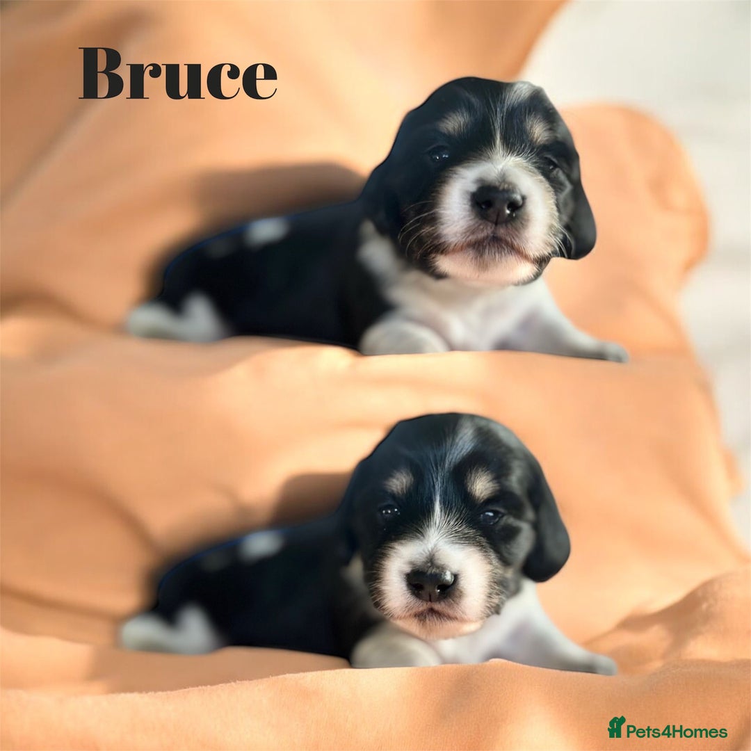 Miniature Dachshund dogs for sale: KC Registered Cream Long Hair Miniature Dachshunds - Advert 29