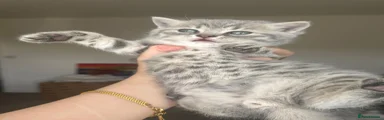 British Shorthair 2