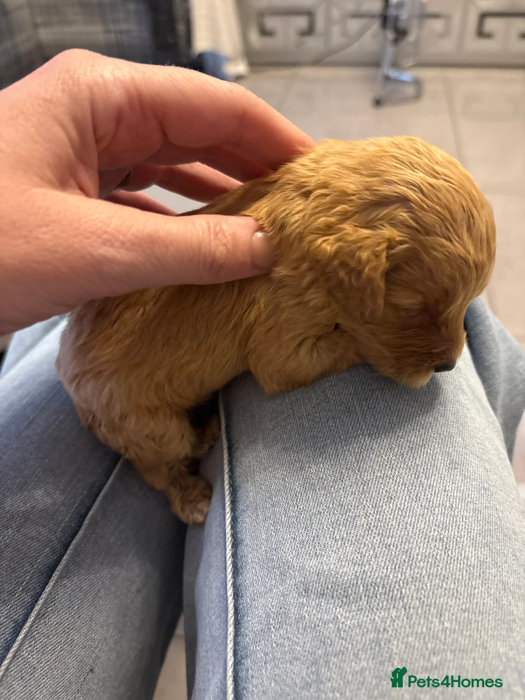 Cockapoo dogs for sale: Cockapoo puppies  - Advert 2