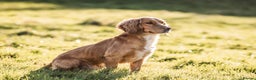Cocker Spaniel dogs for stud: DNA Health Tested Cocker spaniel stud in Pershore - Advert 4