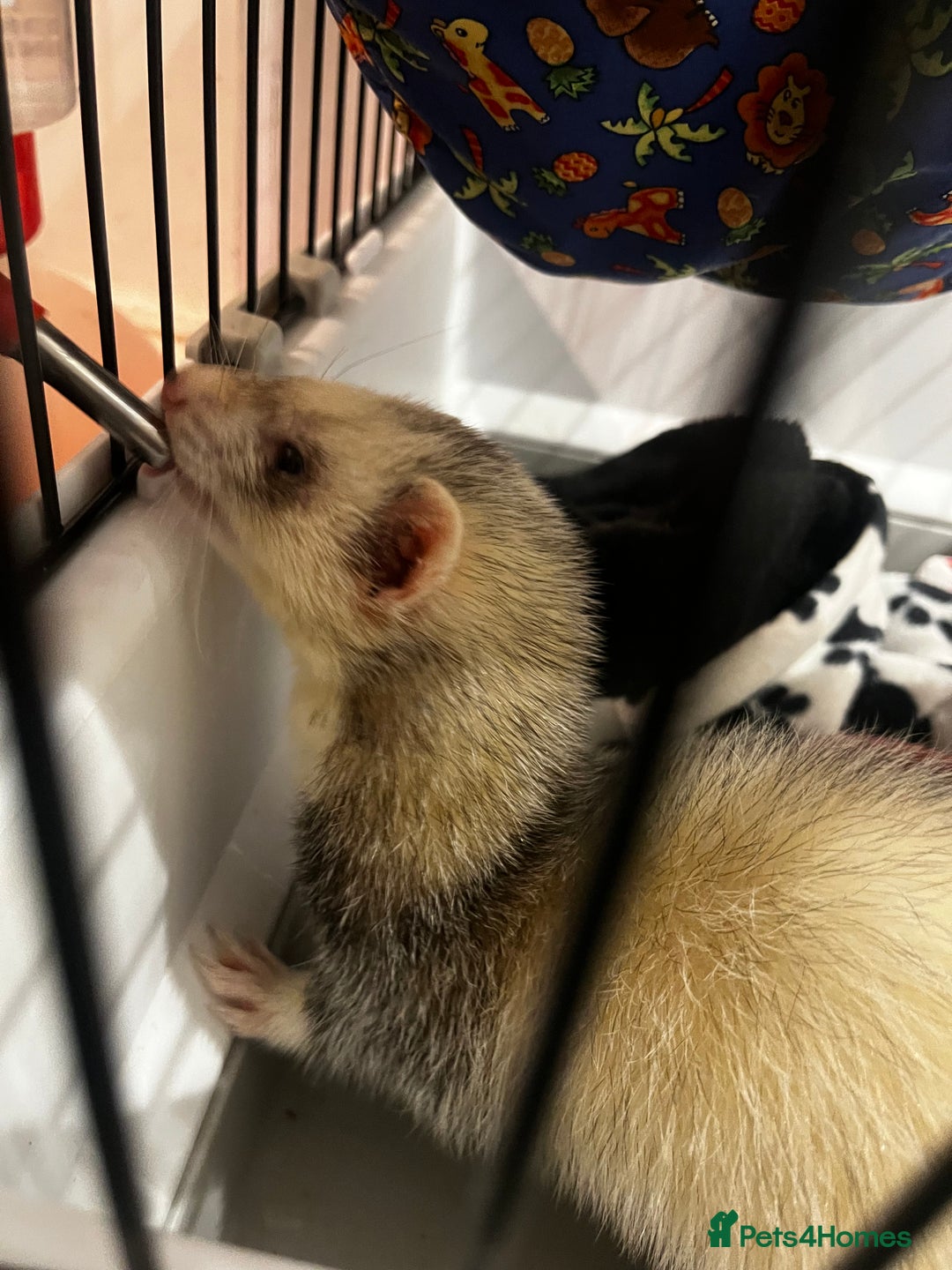 English rabbits for sale: Ferret  - Advert 6