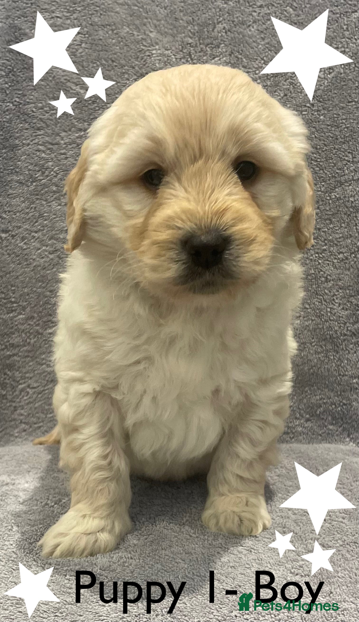 Goldendoodle dogs Gorgeous F1b Goldendoodle Puppies - Advert 1