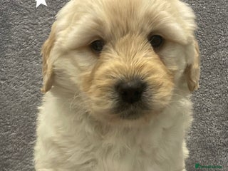 Goldendoodle dogs Gorgeous F1b Goldendoodle Puppies - Advert 1