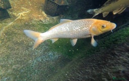 Koi Carp fish for sale: 2 koi Carp for sale  - Image 3